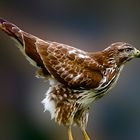 Rapace de notre région