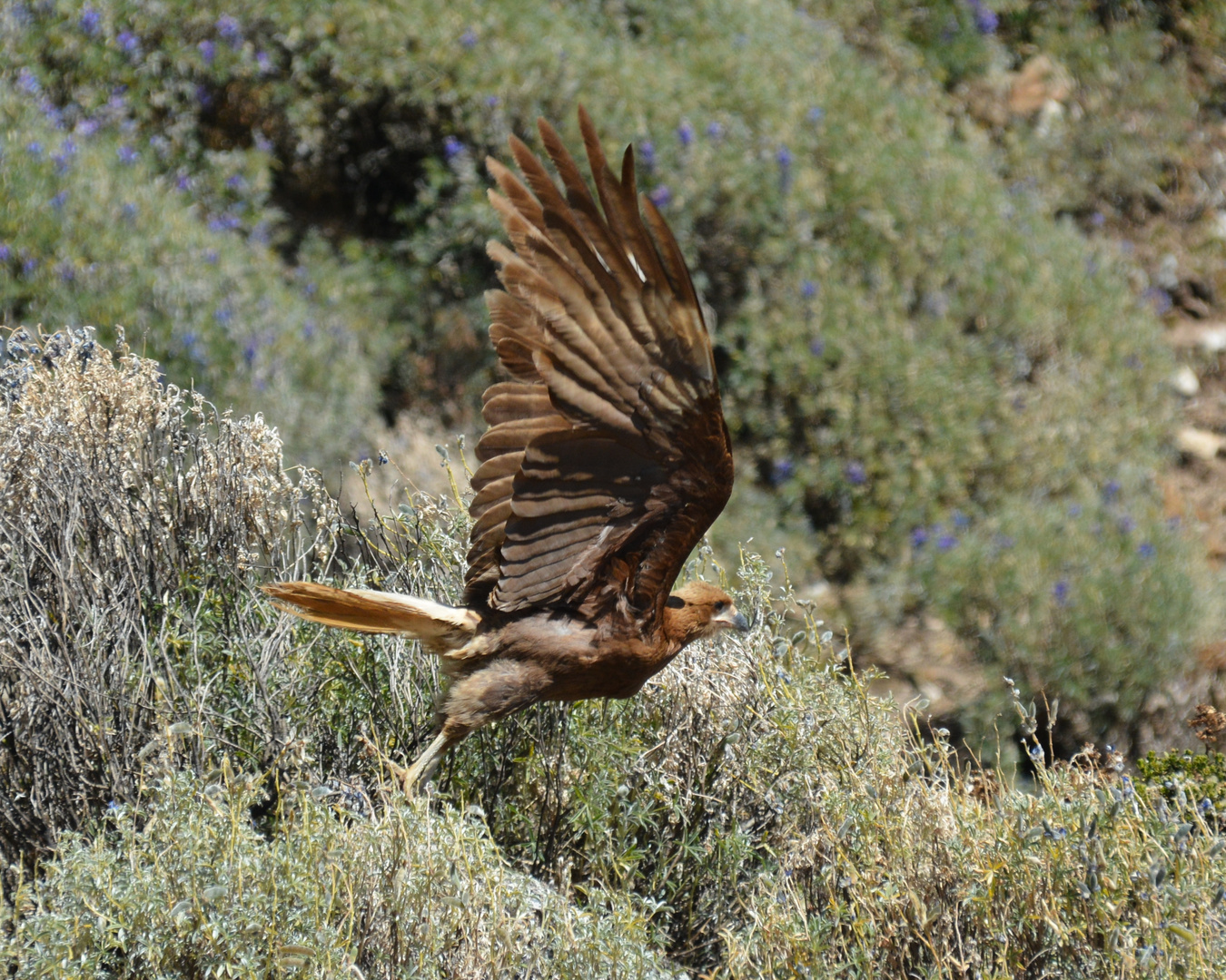 Rapace du Pérou 