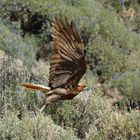 Rapace du Pérou 