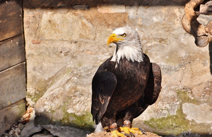 Rapace en captivité.