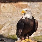 Rapace en captivité.