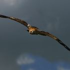 Rapace en chasse (Aquila chrysaetos, aigle royal)