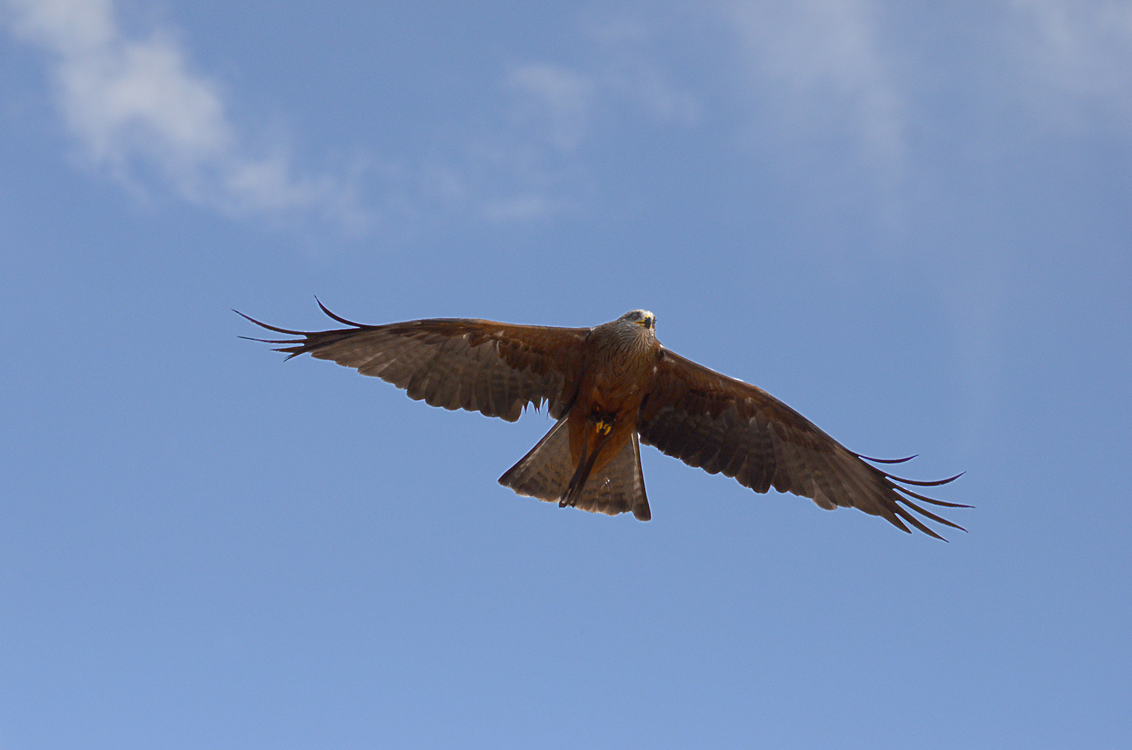 Rapace en vol