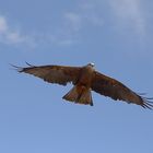 Rapace en vol