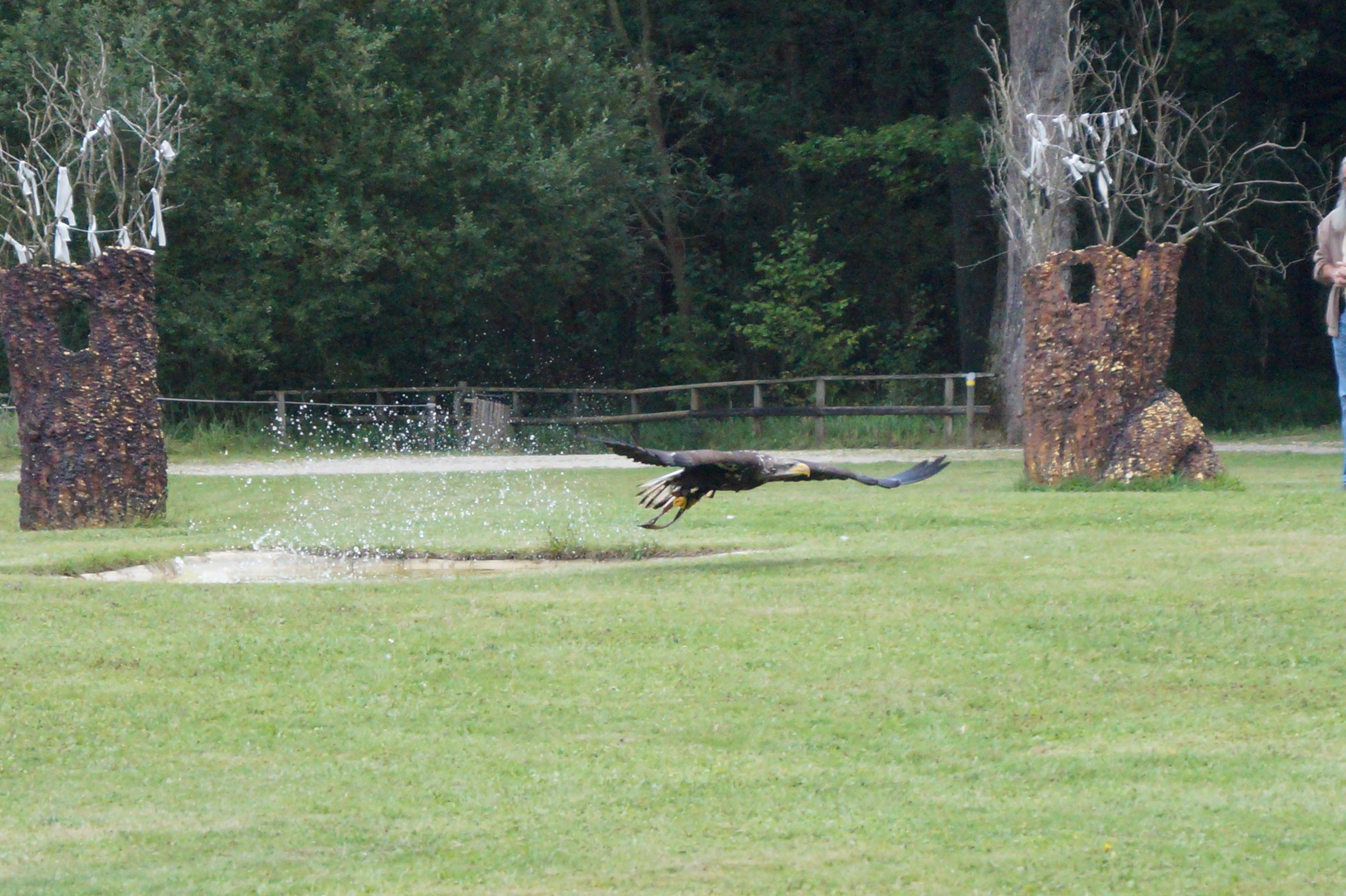 Rapace en vol