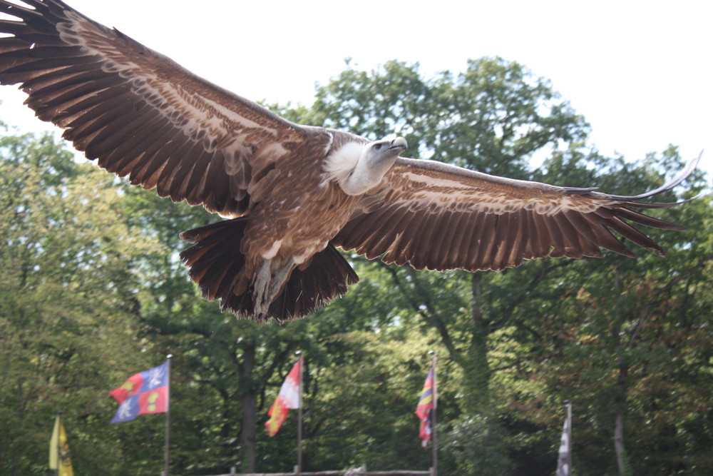 Rapace en vol