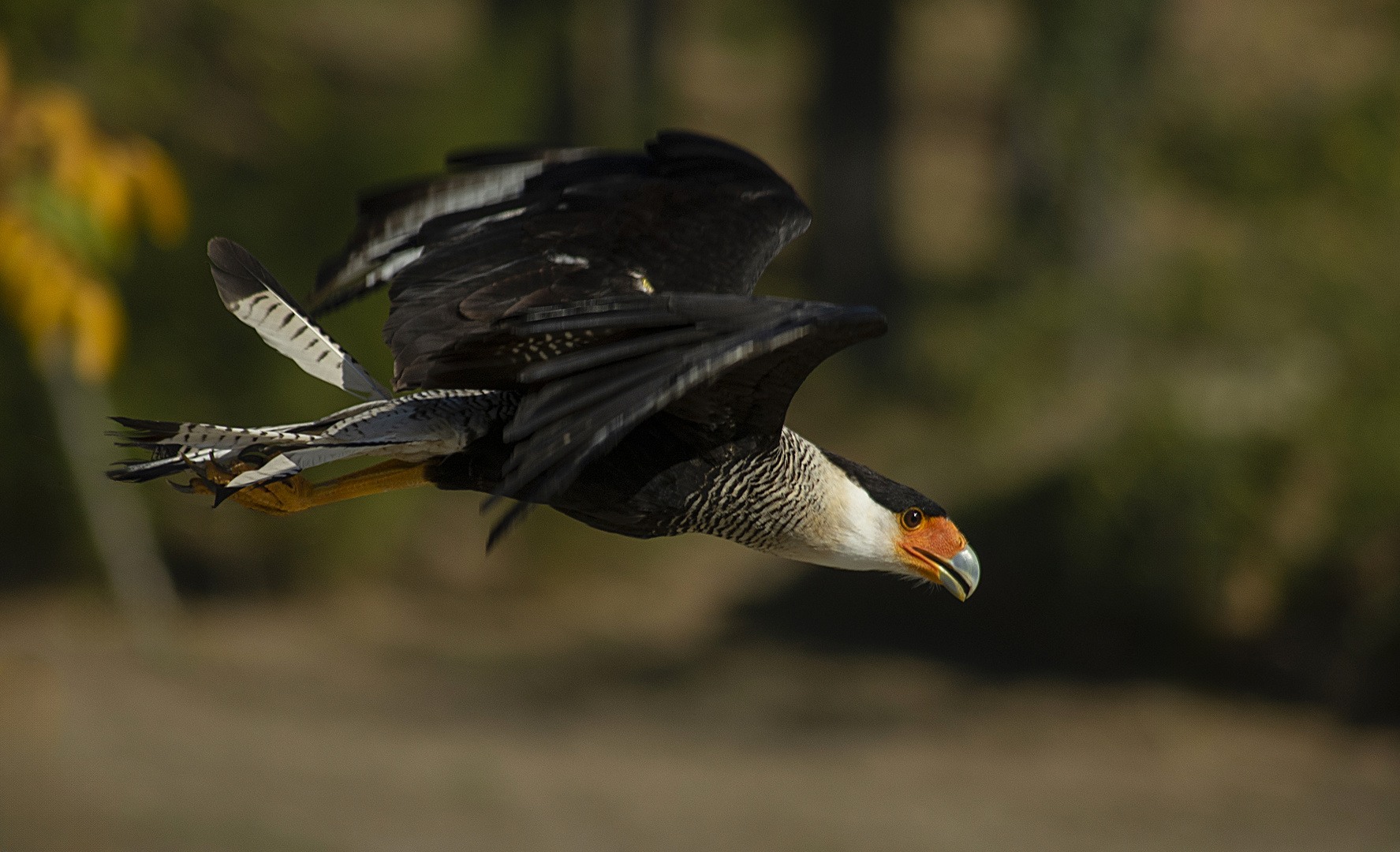  Rapace en vol (Caracara plancus, caracara huppé)