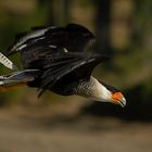  Rapace en vol (Caracara plancus, caracara huppé)