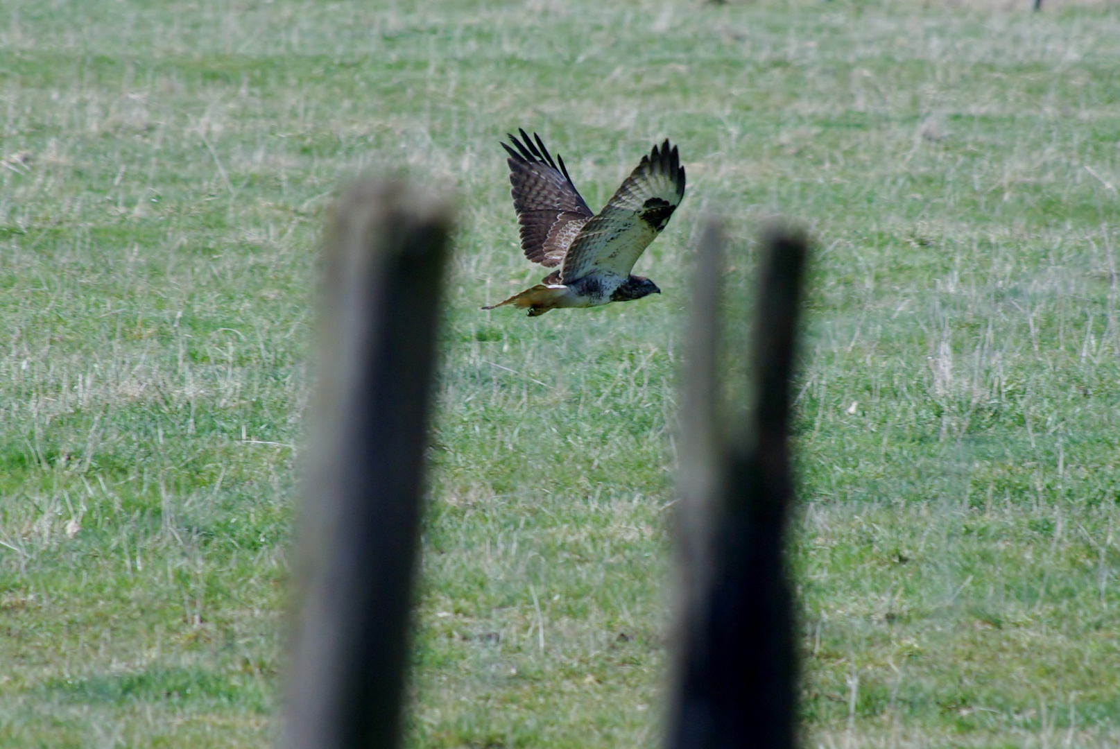 rapace en vol.