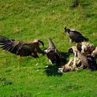 Rapace Gouffre Lépineux bagarre