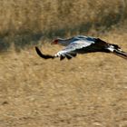 Rapace in volo