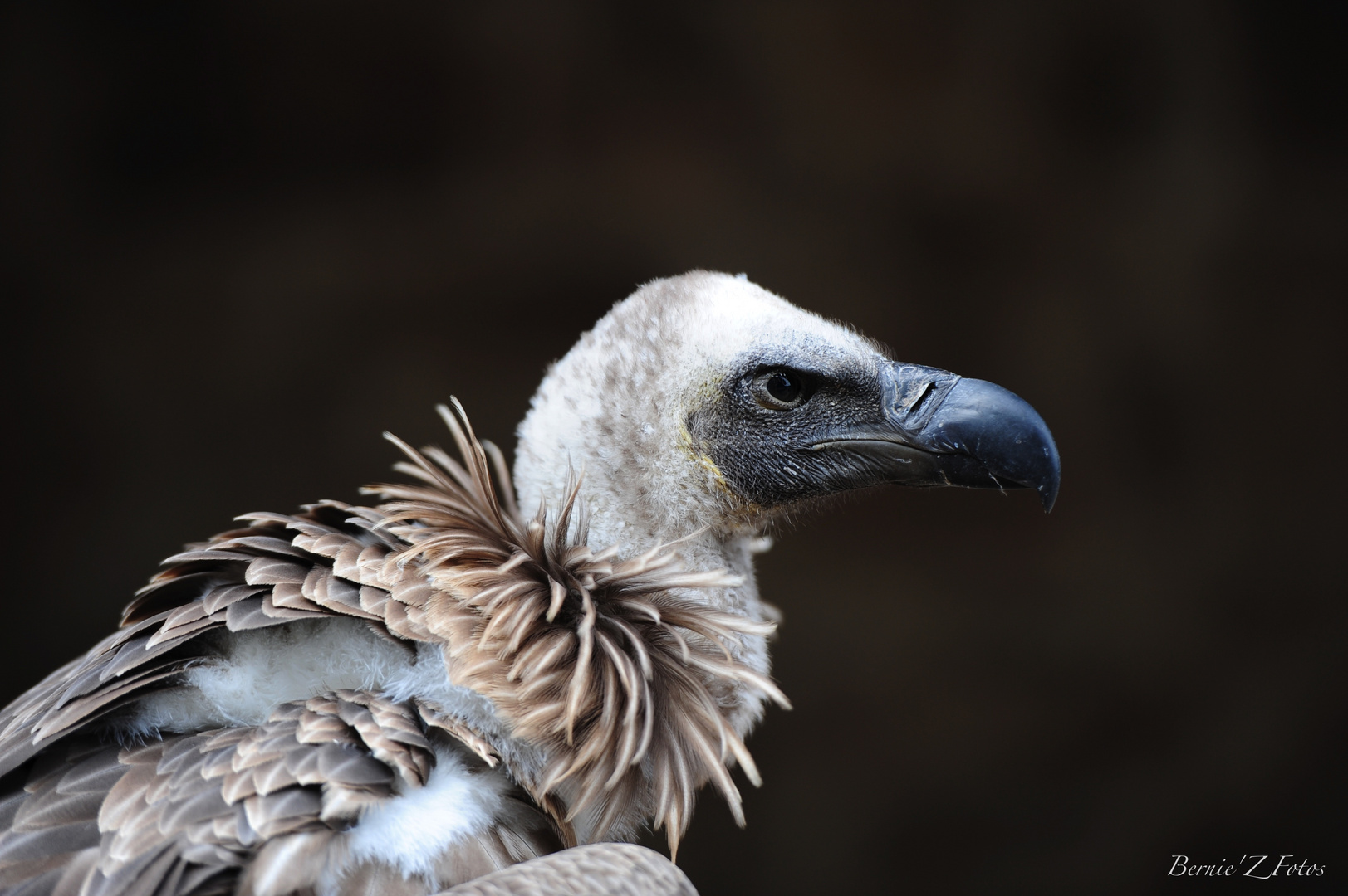 Rapace racé