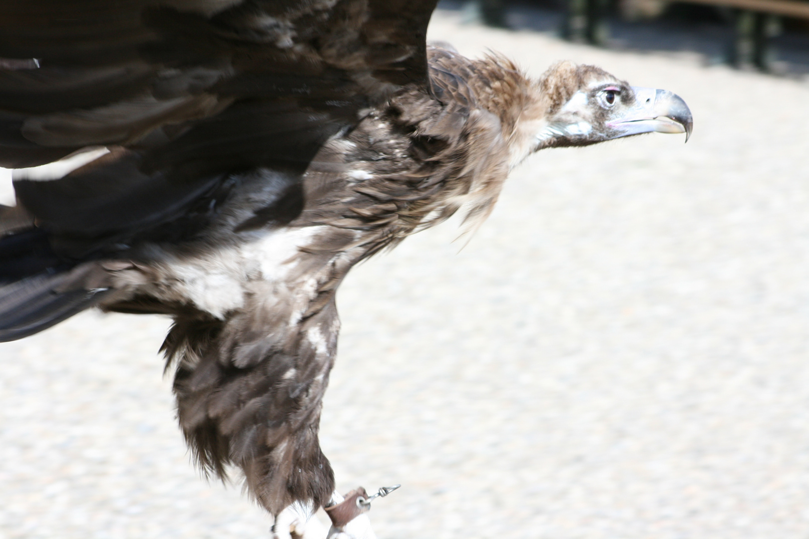 rapace volerie des aigles