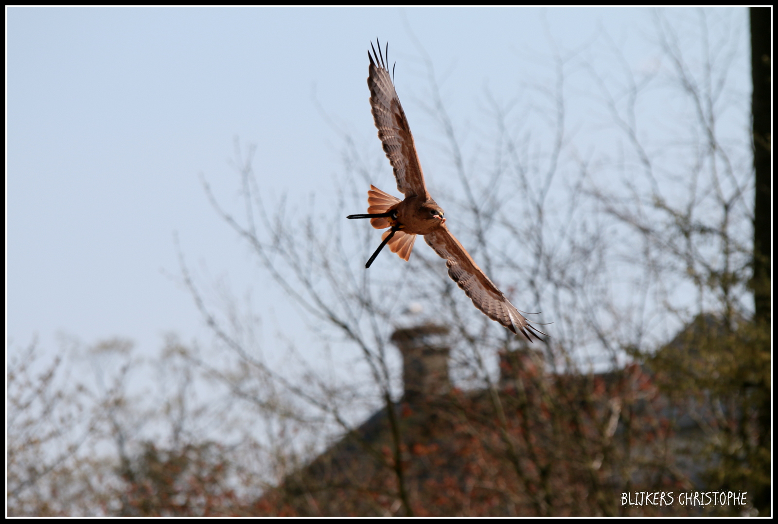 rapaces en action