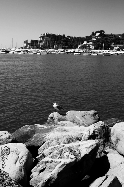 Rapallo - Il porto