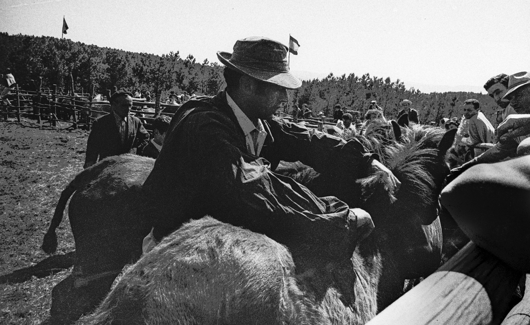 RAPANDO OUTRA BESTA  cortando el pelo a los caballos