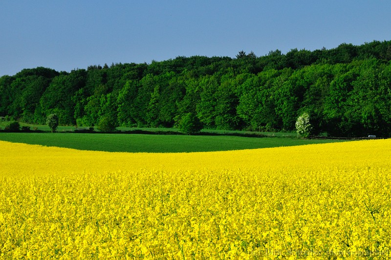 Rape bloom in may