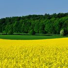 Rape bloom in may