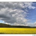 Rape field