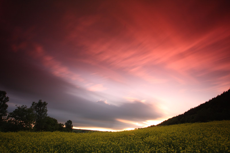 Rape field