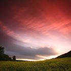 Rape field