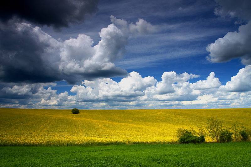 Rape field