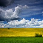 Rape field