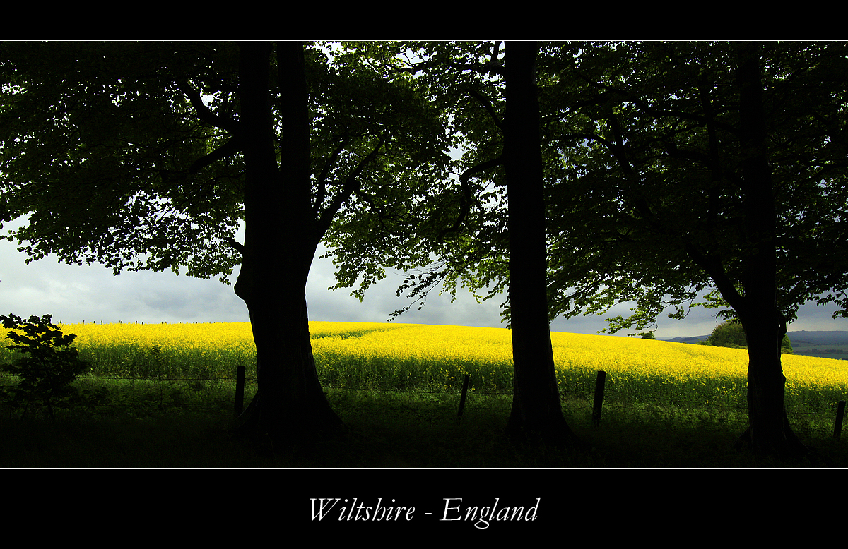 Rape Field