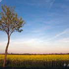 rape field and tree