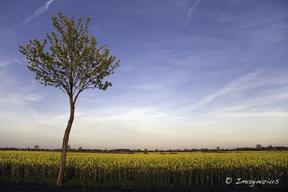 rape field and tree