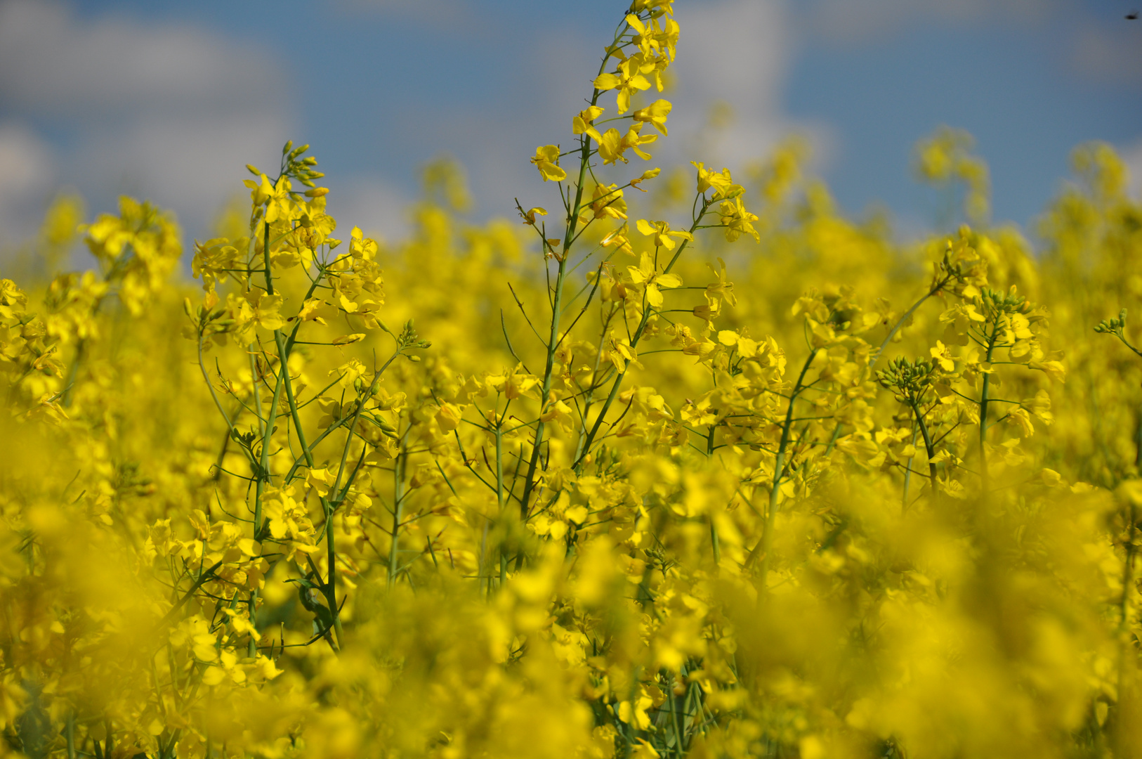 Rape in Bloom