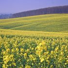 Rape Seed Fields