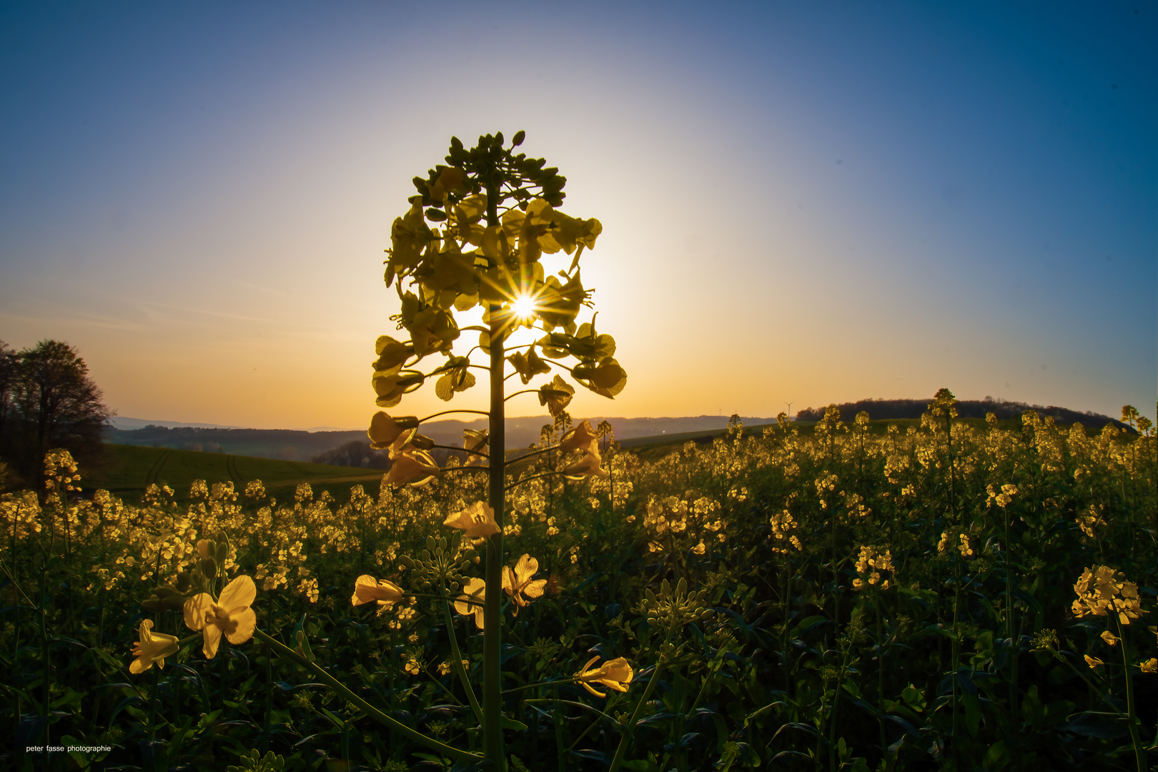 rapeseed asterisk