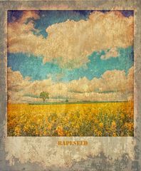 rapeseed