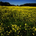 Rapeseed Field