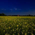 Rapeseed Field