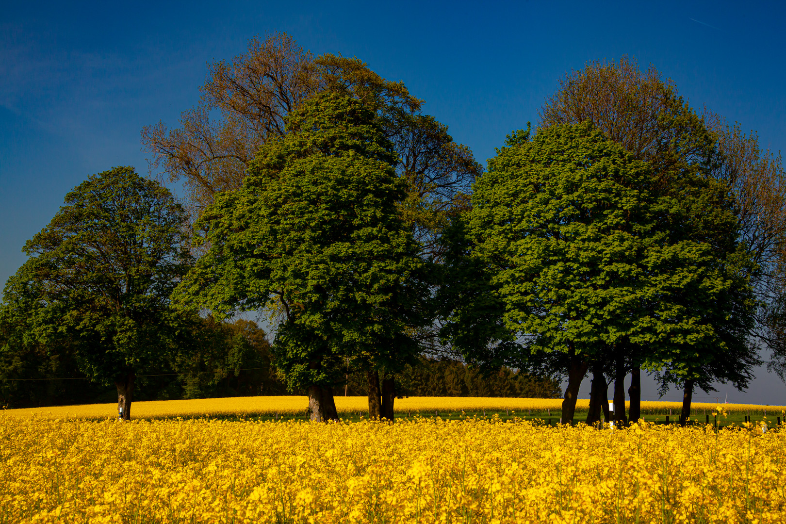 Rapeseed Field