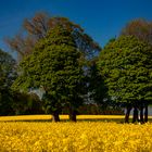 Rapeseed Field