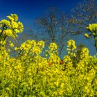 Rapeseed Field