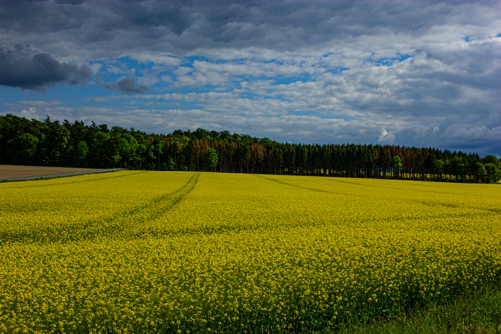 Rapeseed Field