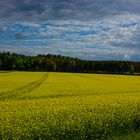 Rapeseed Field