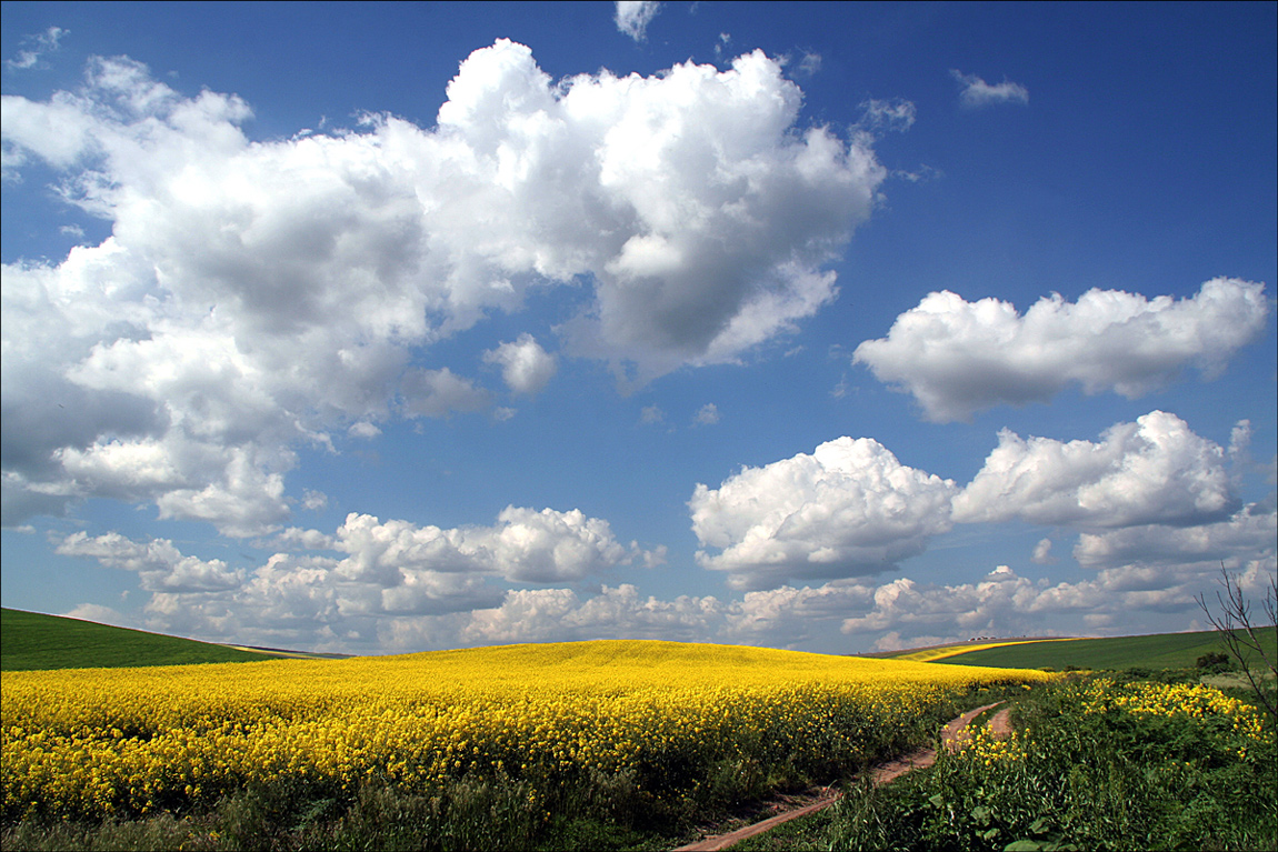 Rapeseed field