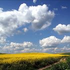 Rapeseed field