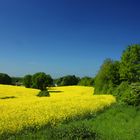 Rapeseed Field