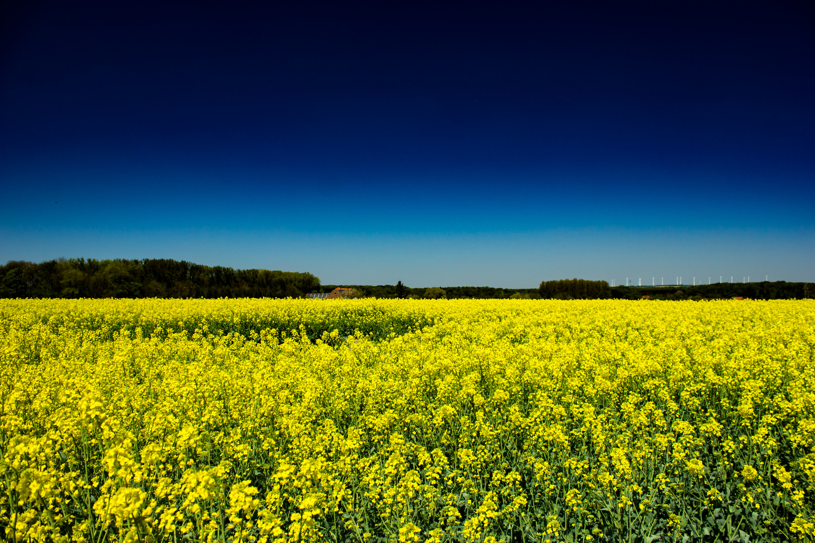 Rapeseed Field