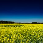 Rapeseed Field