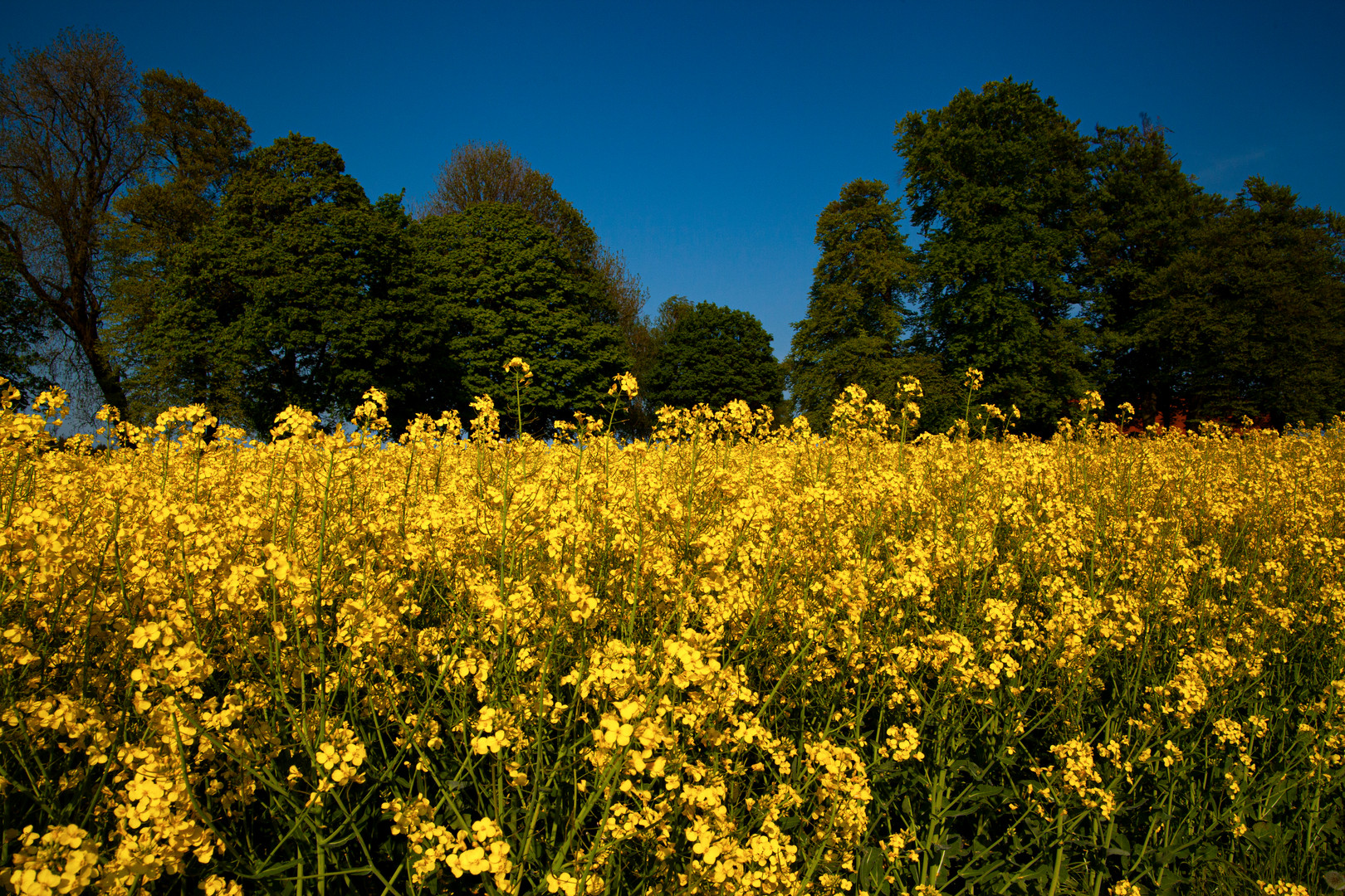 Rapeseed Field