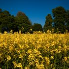 Rapeseed Field