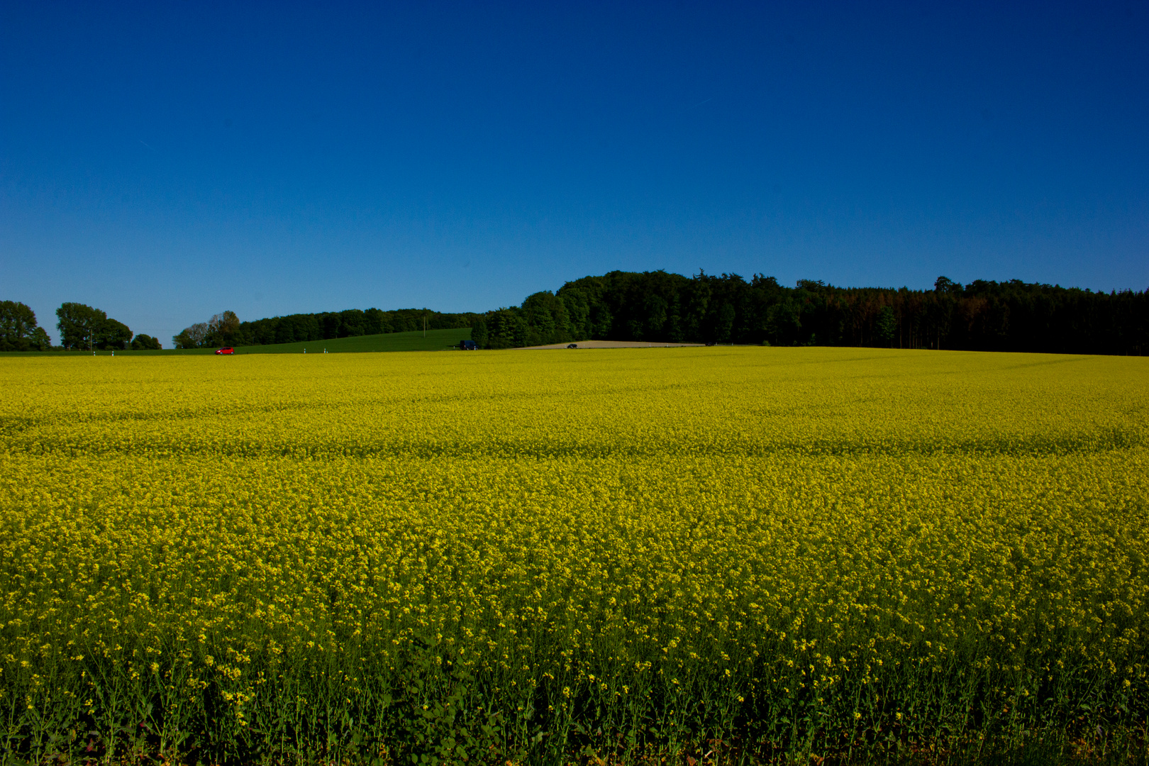 Rapeseed Field