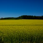 Rapeseed Field